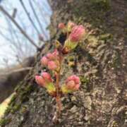 ヒメ日記 2025/03/29 21:16 投稿 せら アラモード