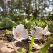 ヒメ日記 2025/04/14 12:34 投稿 せら アラモード