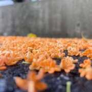 ヒメ日記 2025/11/07 17:30 投稿 せら アラモード