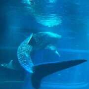 ヒメ日記 2025/11/19 17:30 投稿 せら アラモード