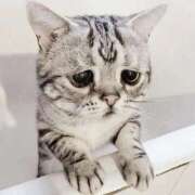 きほ お休みのお知らせ SOPHIA（ソフィア）