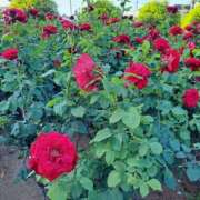 ヒメ日記 2026/01/05 07:37 投稿 あおい One More 奥様　五反田店