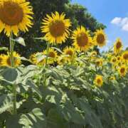 ヒメ日記 2026/01/07 22:27 投稿 あおい One More 奥様　五反田店