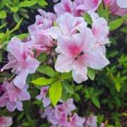 ヒメ日記 2026/04/26 19:17 投稿 あおい One More 奥様　五反田店