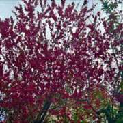 ヒメ日記 2025/03/18 21:48 投稿 ももえ ダイスキ