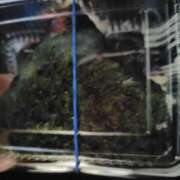 ヒメ日記 2025/05/04 20:04 投稿 ももえ ダイスキ