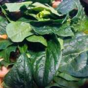 ヒメ日記 2026/01/15 11:50 投稿 ももえ ダイスキ