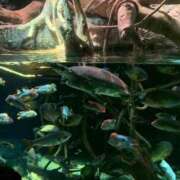 ヒメ日記 2024/12/29 19:29 投稿 あかり 尼妻（あまづま）