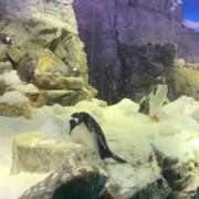 ヒメ日記 2024/12/29 19:34 投稿 あかり 尼妻（あまづま）