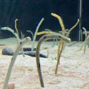 ヒメ日記 2025/06/03 08:00 投稿 あかり 尼妻（あまづま）