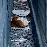 ヒメ日記 2025/09/04 08:01 投稿 あかり 尼妻（あまづま）