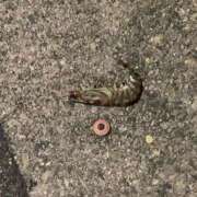 ヒメ日記 2025/11/22 15:01 投稿 あかり 尼妻（あまづま）