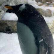 ヒメ日記 2025/12/01 19:02 投稿 あかり 尼妻（あまづま）