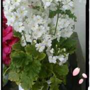 ヒメ日記 2025/03/18 21:16 投稿 中山 鶯うぐ