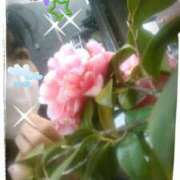 ヒメ日記 2025/04/04 10:56 投稿 中山 鶯うぐ