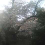 ヒメ日記 2025/04/06 10:02 投稿 中山 鶯うぐ