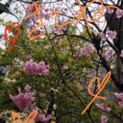 ヒメ日記 2026/03/19 11:34 投稿 中山 鶯うぐ