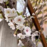 ヒメ日記 2026/04/02 13:12 投稿 しずく ごほうびSPA 大阪店