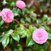 ヒメ日記 2025/04/29 15:57 投稿 じゅな 東京人妻セレブリティ（ユメオト）