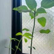 ヒメ日記 2025/07/07 20:30 投稿 じゅな 東京人妻セレブリティ（ユメオト）