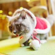 ヒメ日記 2025/12/04 16:00 投稿 じゅな 東京人妻セレブリティ（ユメオト）