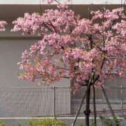 ヒメ日記 2025/03/14 13:55 投稿 みき 池袋マリン本店