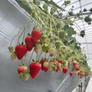 ヒメ日記 2025/03/20 13:48 投稿 ひめ☆可愛さ超ＳＳＳ級♡ バーニング（BURNING）