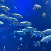 ヒメ日記 2026/01/10 00:03 投稿 りーす☆道後の伝説再び バーニング（BURNING）