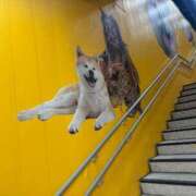 ヒメ日記 2025/01/02 16:11 投稿 いろ SMAT×SMAT（スマットスマット）