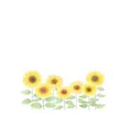 ヒメ日記 2024/12/18 00:00 投稿 ひまわり スパーク日本橋