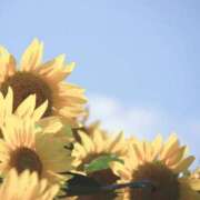 ヒメ日記 2024/12/18 14:30 投稿 ひまわり スパーク日本橋