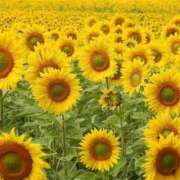 ヒメ日記 2024/12/22 01:38 投稿 ひまわり スパーク日本橋