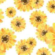 ヒメ日記 2024/12/22 17:30 投稿 ひまわり スパーク日本橋