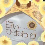 ヒメ日記 2024/12/26 17:45 投稿 ひまわり スパーク日本橋