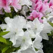 ヒメ日記 2025/11/02 19:28 投稿 あさひ チューリップ土浦店