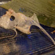 ヒメ日記 2025/02/19 13:35 投稿 ちさと YESグループ　華女