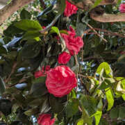 ヒメ日記 2026/03/30 09:49 投稿 ちさと YESグループ　華女