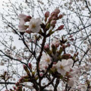 ヒメ日記 2026/04/01 21:15 投稿 ちさと YESグループ　華女