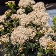 ちさと おはようございます YESグループ　華女