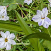 ちさと 性欲 YESグループ　華女