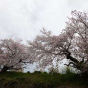 ヒメ日記 2026/04/07 16:56 投稿 ちさと YESグループ　華女