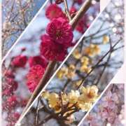 ヒメ日記 2025/03/01 16:45 投稿 れみ モアグループ川越人妻花壇