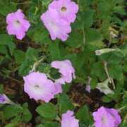 ヒメ日記 2025/09/30 09:14 投稿 れみ モアグループ川越人妻花壇