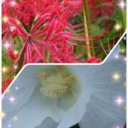 ヒメ日記 2025/10/06 08:42 投稿 れみ モアグループ川越人妻花壇