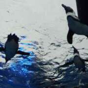 ヒメ日記 2025/06/15 17:57 投稿 なつみ エデンR