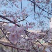 ヒメ日記 2025/03/30 09:14 投稿 真白 みゆ マーベリック横浜