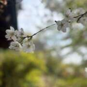 ヒメ日記 2025/04/07 15:08 投稿 みひろ 新橋フェアリーズ