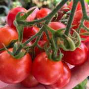 ヒメ日記 2025/07/09 08:19 投稿 ましろ 鶯谷おかあさん