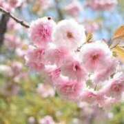 ヒメ日記 2025/05/01 07:12 投稿 みれい sakura