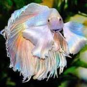 ヒメ日記 2025/06/10 10:42 投稿 みれい sakura